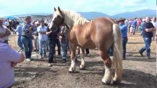 Feria de ganado de San Mateo (Reinosa 2012)